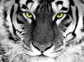 Acéltigris-}A